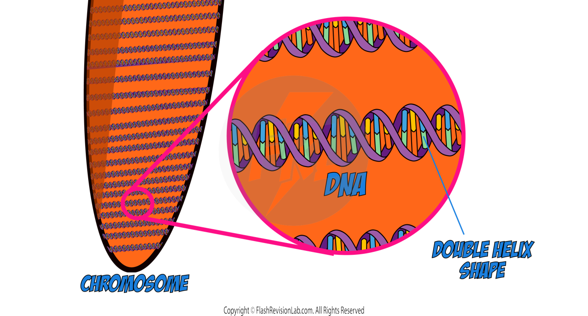 Double Helix DNA